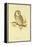 Illustration of Tengmalm's Owl-Edward Lear-Framed Premier Image Canvas