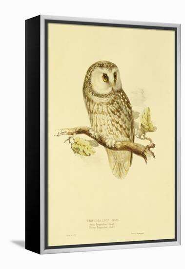 Illustration of Tengmalm's Owl-Edward Lear-Framed Premier Image Canvas