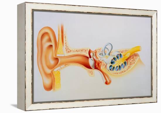 Illustration of the Anatomy of the Human Ear-David Gifford-Framed Premier Image Canvas