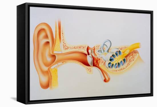 Illustration of the Anatomy of the Human Ear-David Gifford-Framed Premier Image Canvas