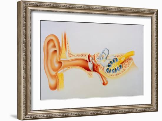 Illustration of the Anatomy of the Human Ear-David Gifford-Framed Photographic Print