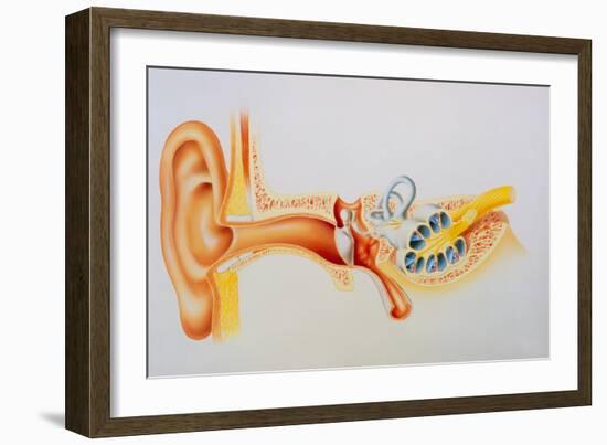 Illustration of the Anatomy of the Human Ear-David Gifford-Framed Photographic Print