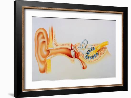 Illustration of the Anatomy of the Human Ear-David Gifford-Framed Photographic Print