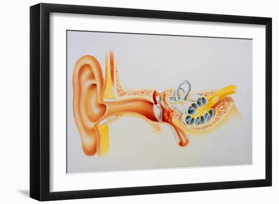 Illustration of the Anatomy of the Human Ear-David Gifford-Framed Photographic Print