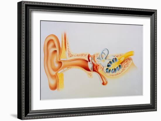 Illustration of the Anatomy of the Human Ear-David Gifford-Framed Photographic Print