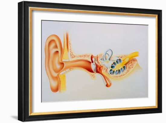 Illustration of the Anatomy of the Human Ear-David Gifford-Framed Photographic Print