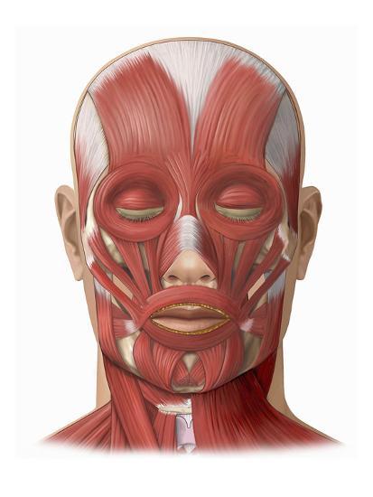 illustration of the human face muscles showing the following