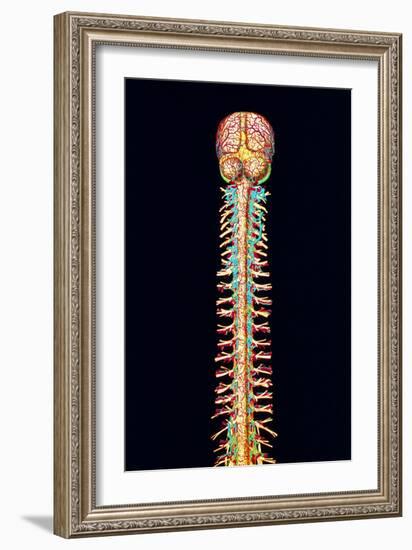 Illustration of the Human Spinal Cord And Brain-Mehau Kulyk-Framed Photographic Print