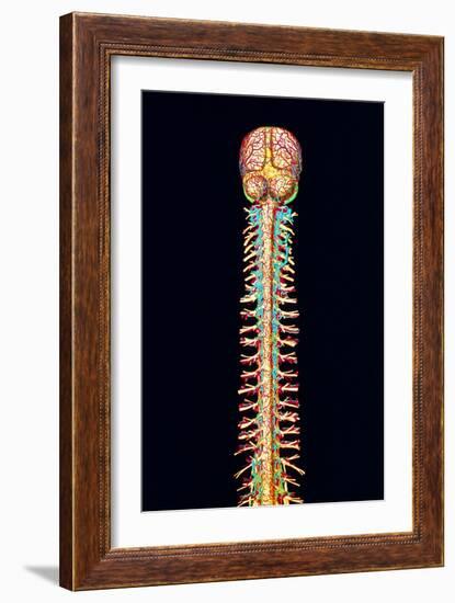 Illustration of the Human Spinal Cord And Brain-Mehau Kulyk-Framed Photographic Print