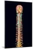 Illustration of the Human Spinal Cord And Brain-Mehau Kulyk-Mounted Photographic Print