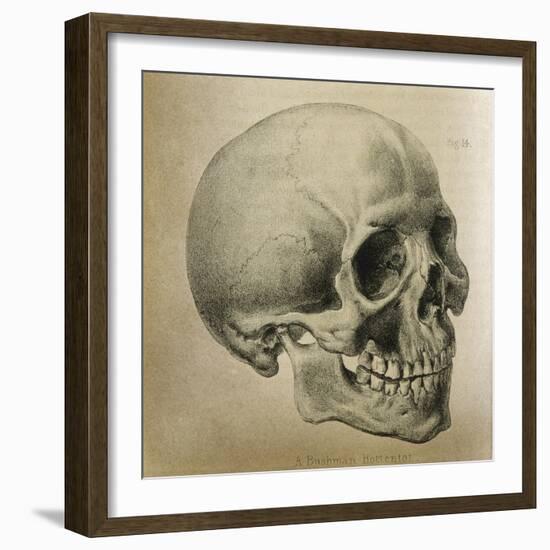 Illustration of the Skull of a Bushman of the Hottentot Tribe Africa-null-Framed Art Print