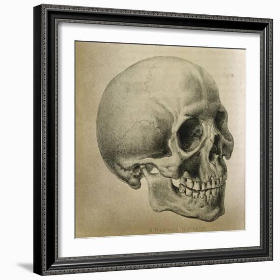 Illustration of the Skull of a Bushman of the Hottentot Tribe Africa-null-Framed Art Print