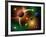 Illustration of the Variations of Stars and Planets in the Milky Way Galaxy-Stocktrek Images-Framed Photographic Print