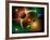 Illustration of the Variations of Stars and Planets in the Milky Way Galaxy-Stocktrek Images-Framed Photographic Print