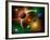 Illustration of the Variations of Stars and Planets in the Milky Way Galaxy-Stocktrek Images-Framed Photographic Print