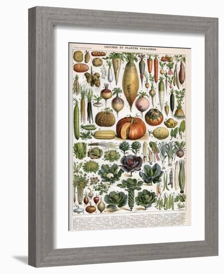 Illustration of Vegetable Varieties, C.1905-10-Alillot-Framed Giclee Print