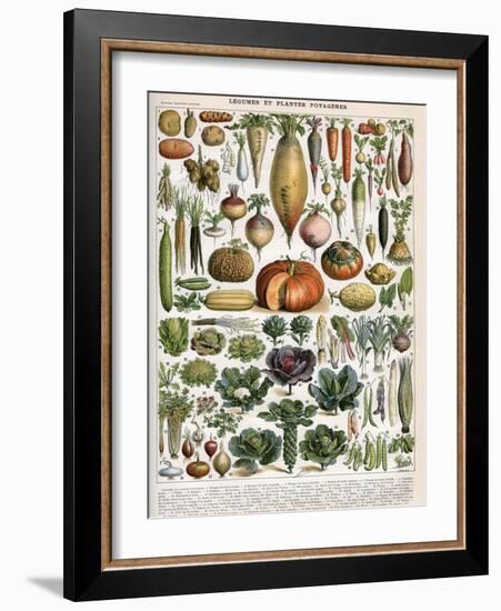 Illustration of Vegetable Varieties, C.1905-10-Alillot-Framed Giclee Print