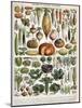 Illustration of Vegetable Varieties, C.1905-10-Alillot-Mounted Giclee Print