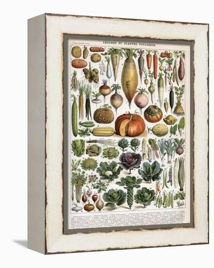 Illustration of Vegetable Varieties, C.1905-10-Alillot-Framed Premier Image Canvas