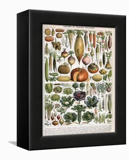 Illustration of Vegetable Varieties, C.1905-10-Alillot-Framed Premier Image Canvas