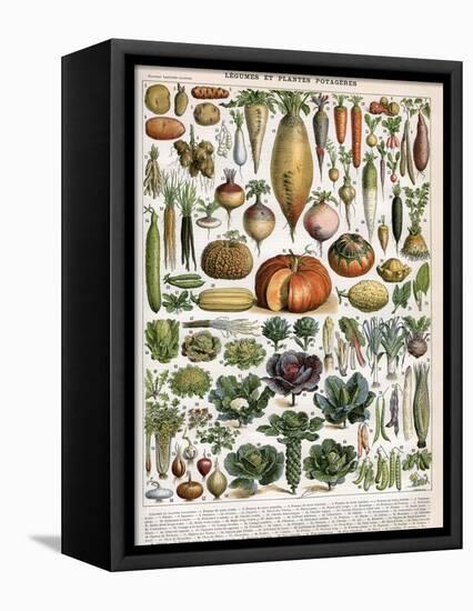 Illustration of Vegetable Varieties, C.1905-10-Alillot-Framed Premier Image Canvas