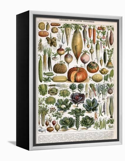 Illustration of Vegetable Varieties, C.1905-10-Alillot-Framed Premier Image Canvas