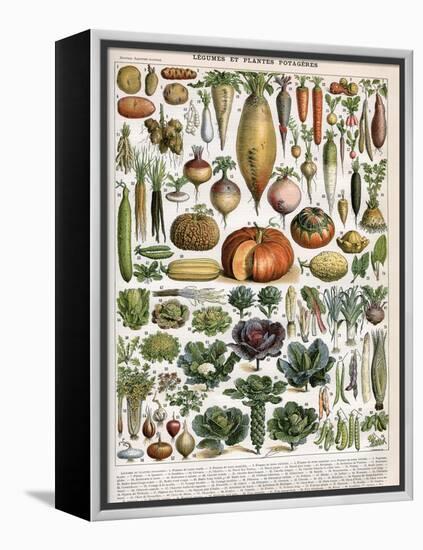 Illustration of Vegetable Varieties, C.1905-10-Alillot-Framed Premier Image Canvas