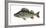 Illustration, Perch, Perca Fluviatilis, Not Freely for Book-Industry, Series-Carl-Werner Schmidt-Luchs-Framed Photographic Print