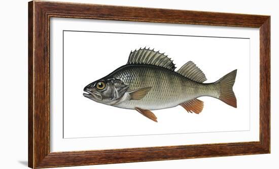 Illustration, Perch, Perca Fluviatilis, Not Freely for Book-Industry, Series-Carl-Werner Schmidt-Luchs-Framed Photographic Print