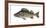 Illustration, Perch, Perca Fluviatilis, Not Freely for Book-Industry, Series-Carl-Werner Schmidt-Luchs-Framed Photographic Print