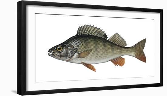 Illustration, Perch, Perca Fluviatilis, Not Freely for Book-Industry, Series-Carl-Werner Schmidt-Luchs-Framed Photographic Print
