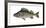 Illustration, Perch, Perca Fluviatilis, Not Freely for Book-Industry, Series-Carl-Werner Schmidt-Luchs-Framed Photographic Print