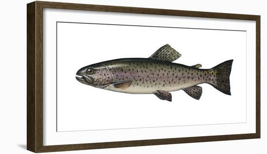 Illustration, Rainbow-Trout, Oncorhynchus Mykiss, Not Freely for Book-Industry, Series-Carl-Werner Schmidt-Luchs-Framed Photographic Print