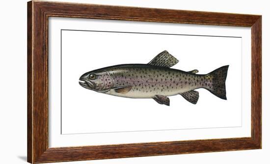 Illustration, Rainbow-Trout, Oncorhynchus Mykiss, Not Freely for Book-Industry, Series-Carl-Werner Schmidt-Luchs-Framed Photographic Print