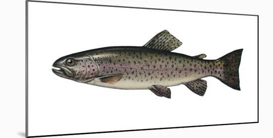 Illustration, Rainbow-Trout, Oncorhynchus Mykiss, Not Freely for Book-Industry, Series-Carl-Werner Schmidt-Luchs-Mounted Photographic Print