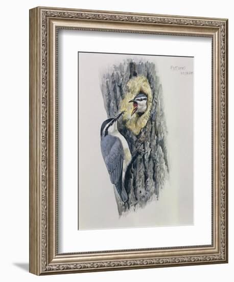 Illustration Representing Corsican Nuthatch Sitta Whiteheadi-null-Framed Giclee Print