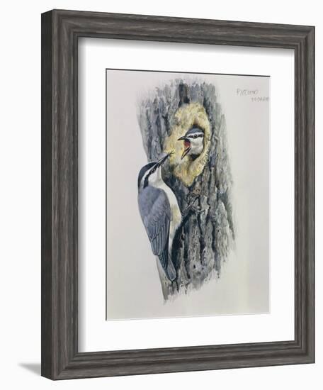 Illustration Representing Corsican Nuthatch Sitta Whiteheadi-null-Framed Giclee Print