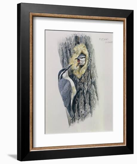 Illustration Representing Corsican Nuthatch Sitta Whiteheadi-null-Framed Giclee Print