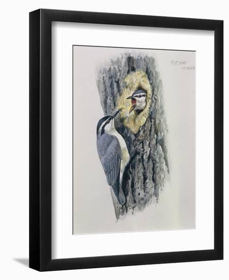 Illustration Representing Corsican Nuthatch Sitta Whiteheadi-null-Framed Giclee Print