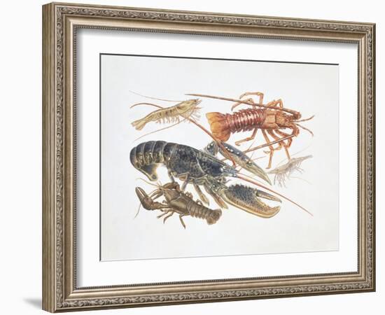 Illustration Representing Variety of Decapods-null-Framed Giclee Print