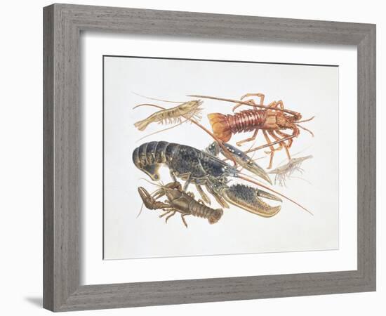 Illustration Representing Variety of Decapods-null-Framed Giclee Print