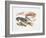 Illustration Representing Variety of Decapods-null-Framed Giclee Print