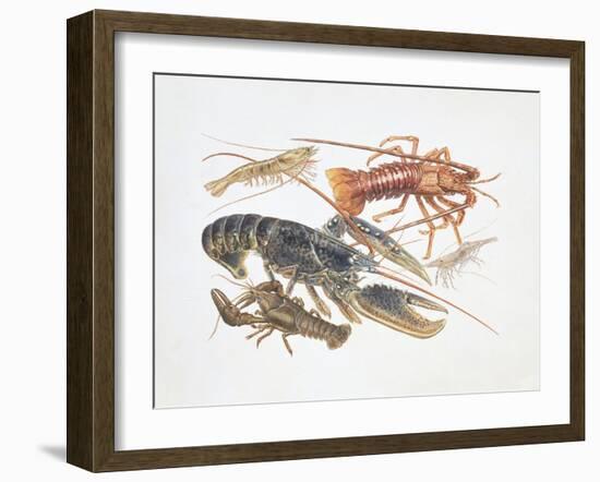 Illustration Representing Variety of Decapods-null-Framed Giclee Print