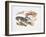 Illustration Representing Variety of Decapods-null-Framed Giclee Print