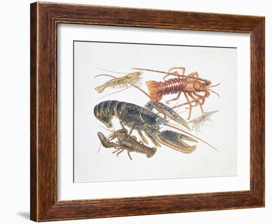 Illustration Representing Variety of Decapods-null-Framed Giclee Print