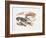 Illustration Representing Variety of Decapods-null-Framed Giclee Print