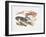 Illustration Representing Variety of Decapods-null-Framed Giclee Print