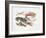 Illustration Representing Variety of Decapods-null-Framed Giclee Print