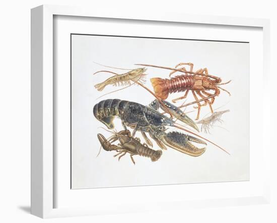 Illustration Representing Variety of Decapods-null-Framed Giclee Print