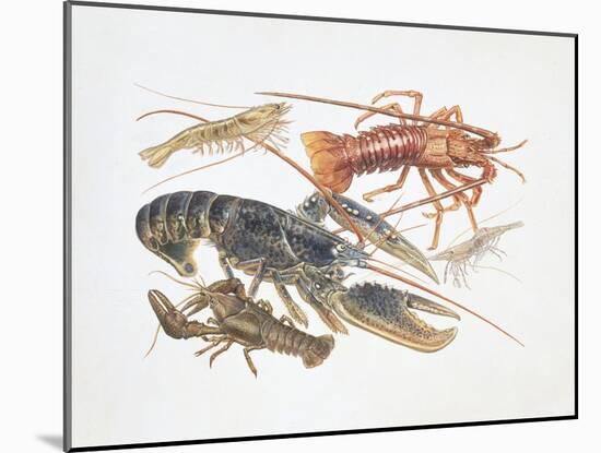 Illustration Representing Variety of Decapods-null-Mounted Giclee Print